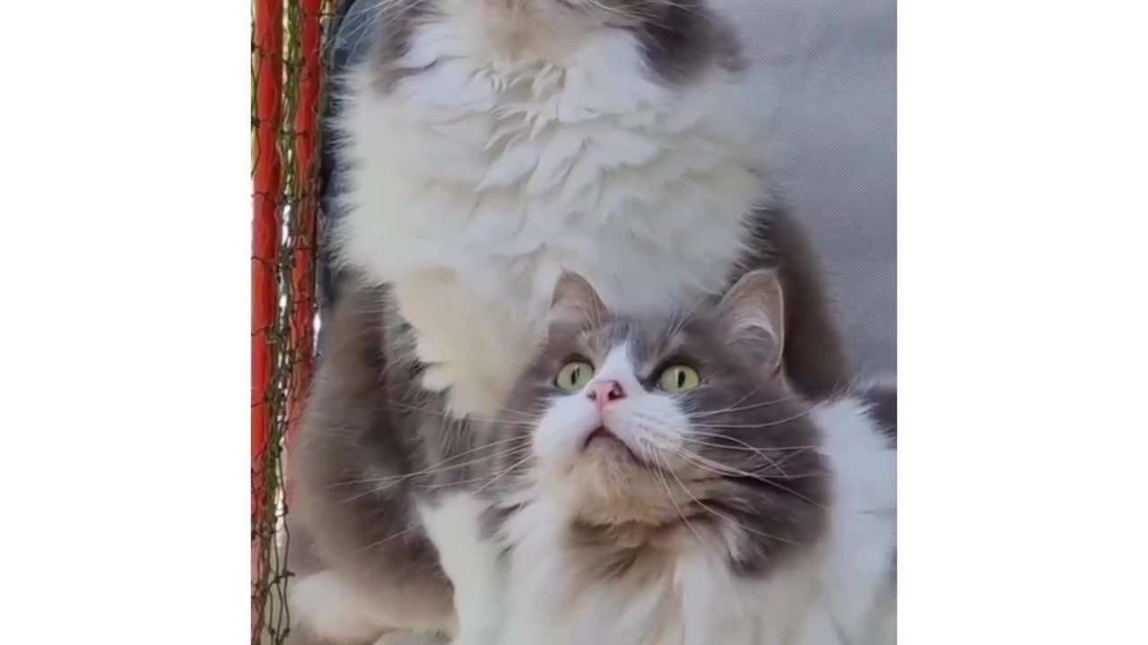 Cats reaction after seeing a bird🤣😂🤣