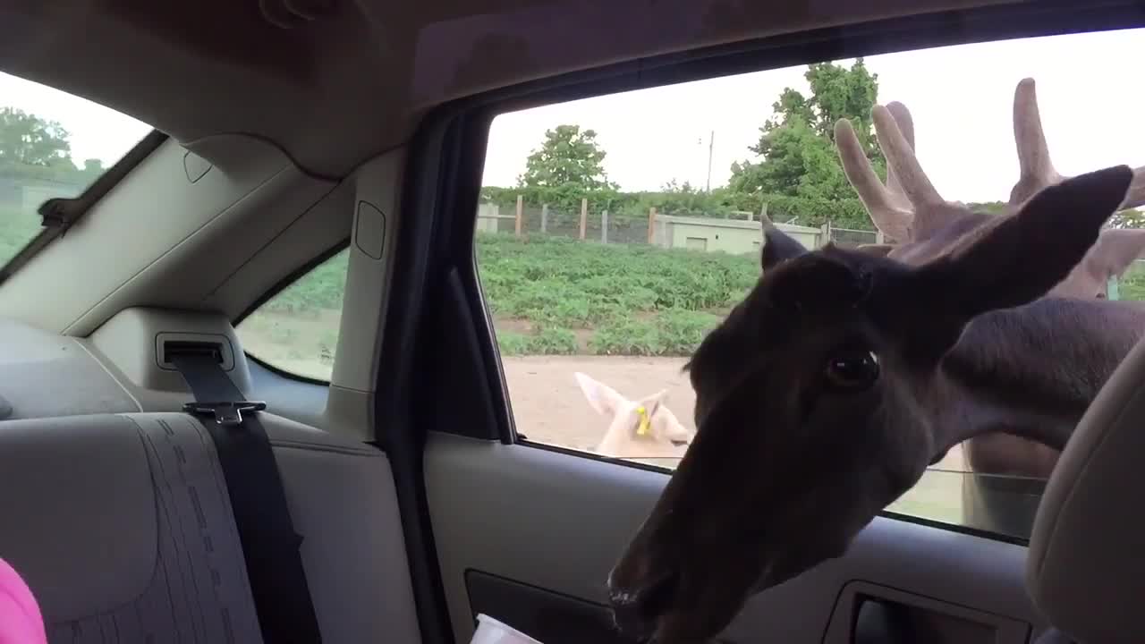 Girl completely freaks out during animal feeding at wildlife park