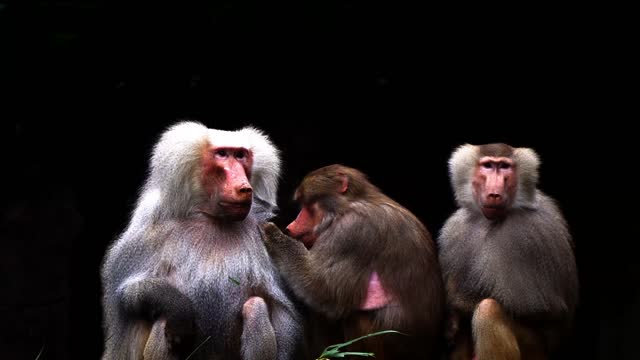 family of baboons