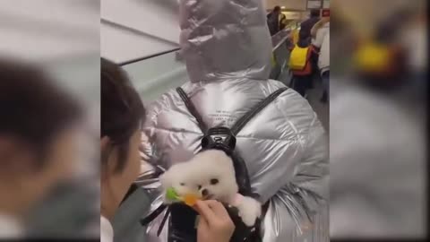 PUPPY VERY HAPPY