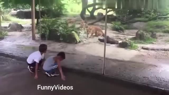 Fun Video of Pet Animal and a Girl, Cute pets fun video