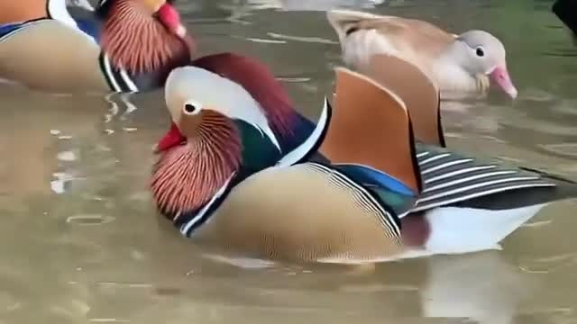 The rare mandarin duck !