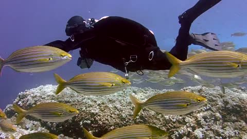 A wonderful dive with a flock of fish