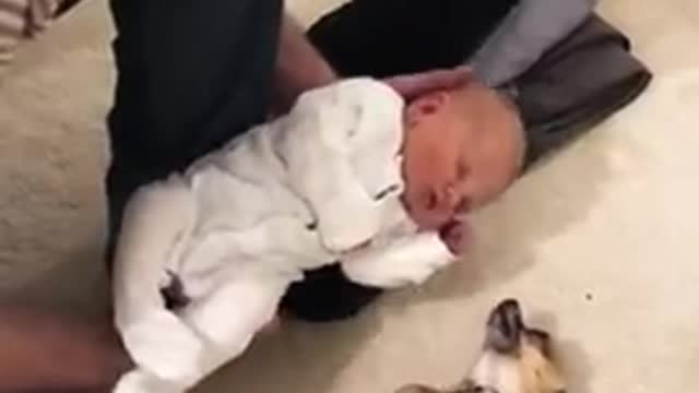 Chihuahua meets newborn