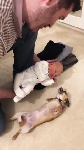 Chihuahua meets newborn