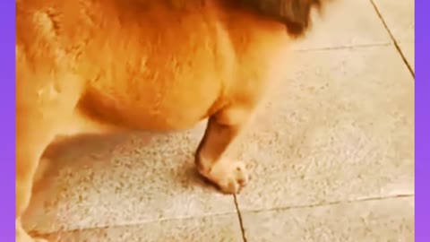 Fanny dog video