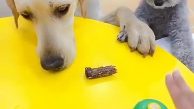 Baby Animals 1 Minutes of Funny Cats and Dogs Videos 2021 Perros y Gatos Recopilación # 90