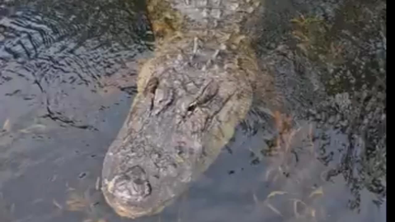 FLORIDA DANGEROUS ALLIGATORS