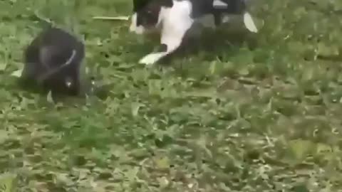 Cat reaction when enemy has coming.