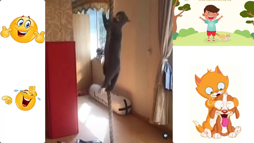 my favorite cat videos