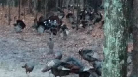 Hoard of Turkeys