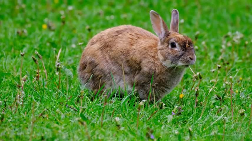 Rabbits Happy Eating Moments