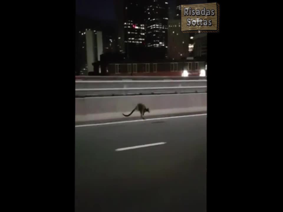 Police chase kangaroo on Sydney bridge in Australia