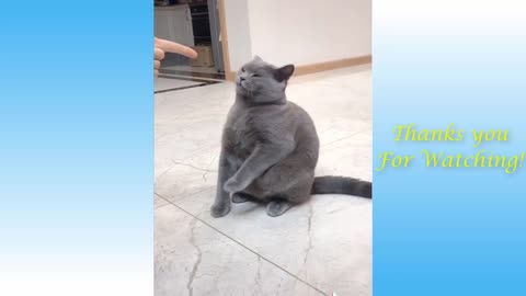 @The funniest pet # You have ever seen