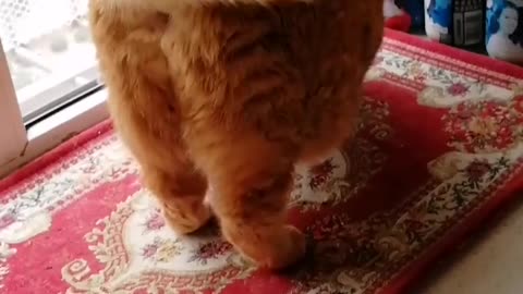 This orange cat is kept like a baby