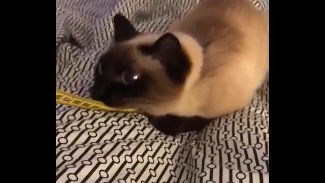 Funny Cats Don't Try To Laugh