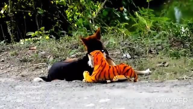 Prank dog & Fake Tiger Vs Dog Prank Video | RoSeak Zin Ep0003