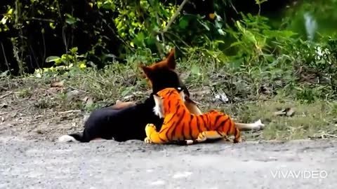 Prank dog & Fake Tiger Vs Dog Prank Video | RoSeak Zin Ep0003