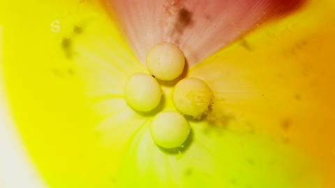 Crazy Time Lapse Footage Of Colorful Sugar Coated Candies Dissolving On Water