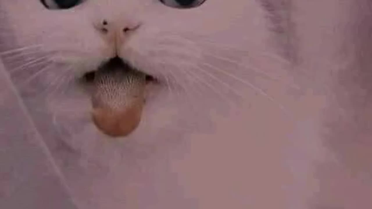 Cute Cat Funny Video