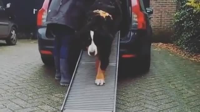 Funny Little Animals