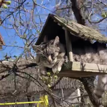 Why are no birds stopping by here 😂