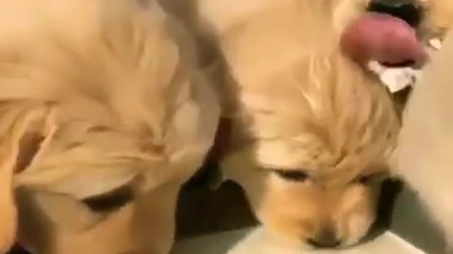 so yummy 😋, Cute puppies eating