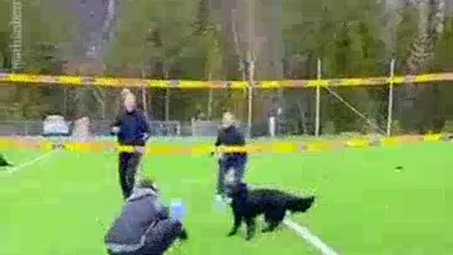 This Dog Is Literally Playing Volleyball With 3 Humans