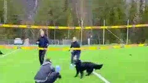 This Dog Is Literally Playing Volleyball With 3 Humans