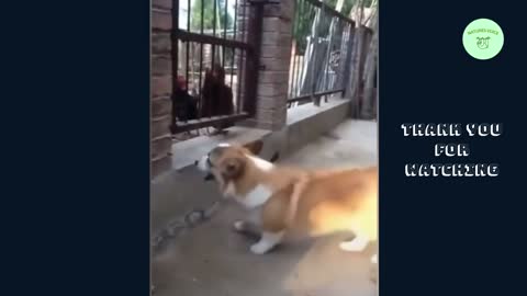 Chicken VS Dog fight, funny video, try not to laugh