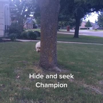 Hide and seek champion