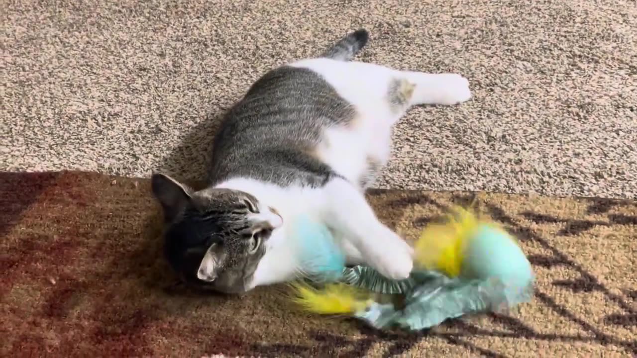 Cute Cat Loves Her Feather Toy