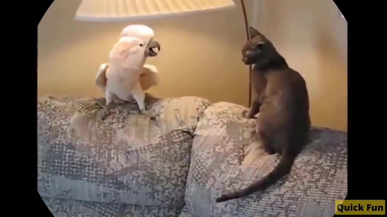 Funny Grampy pet Video