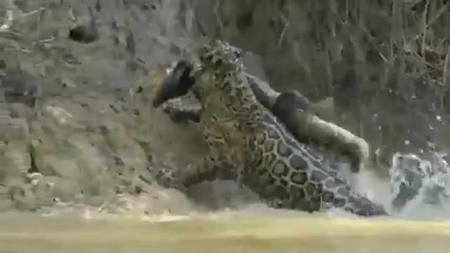 jaguar kills alligator 2021.