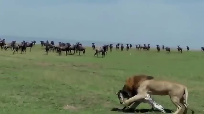 Lion Eats a newborn Zebra