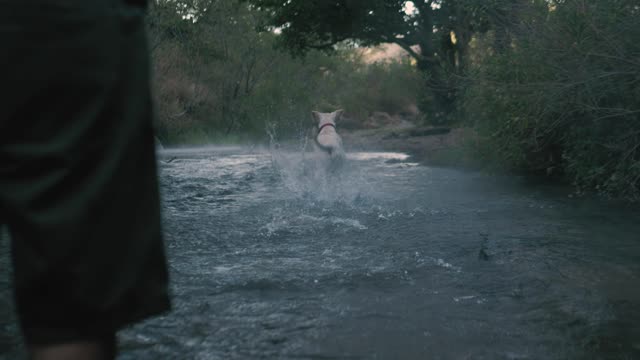 Dogin a river