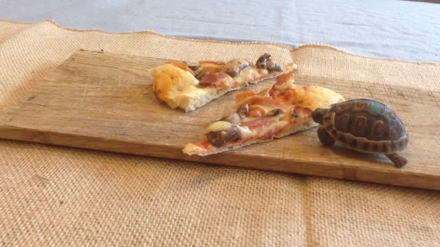 Baby tortoise guards pizza slice