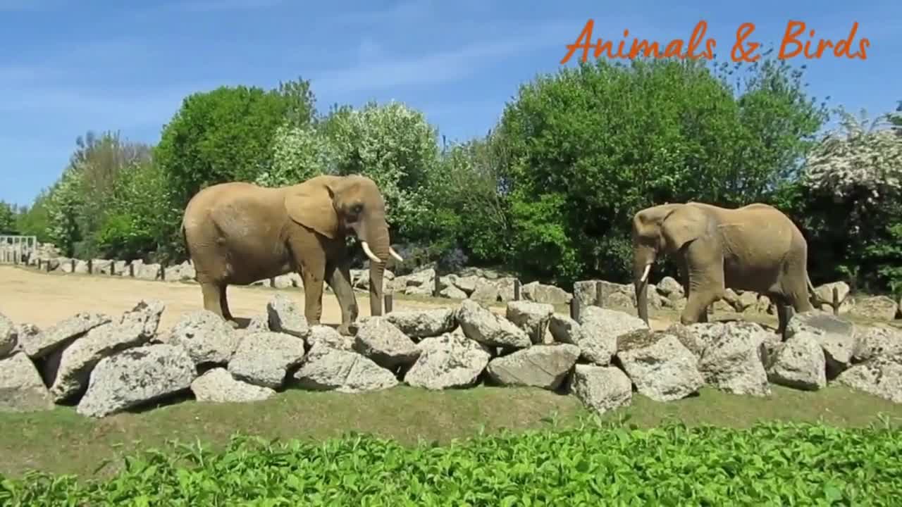 Elephant videos Cpllection