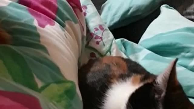 Dog wants to pet kitty too