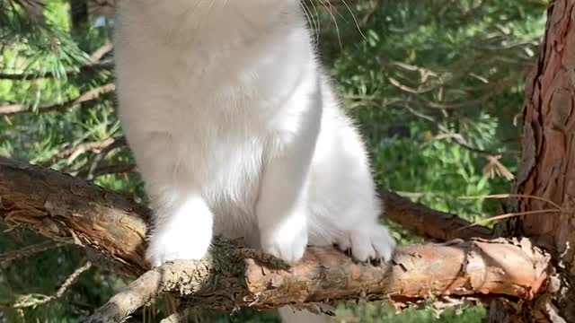 Kitten Sitting on Branch