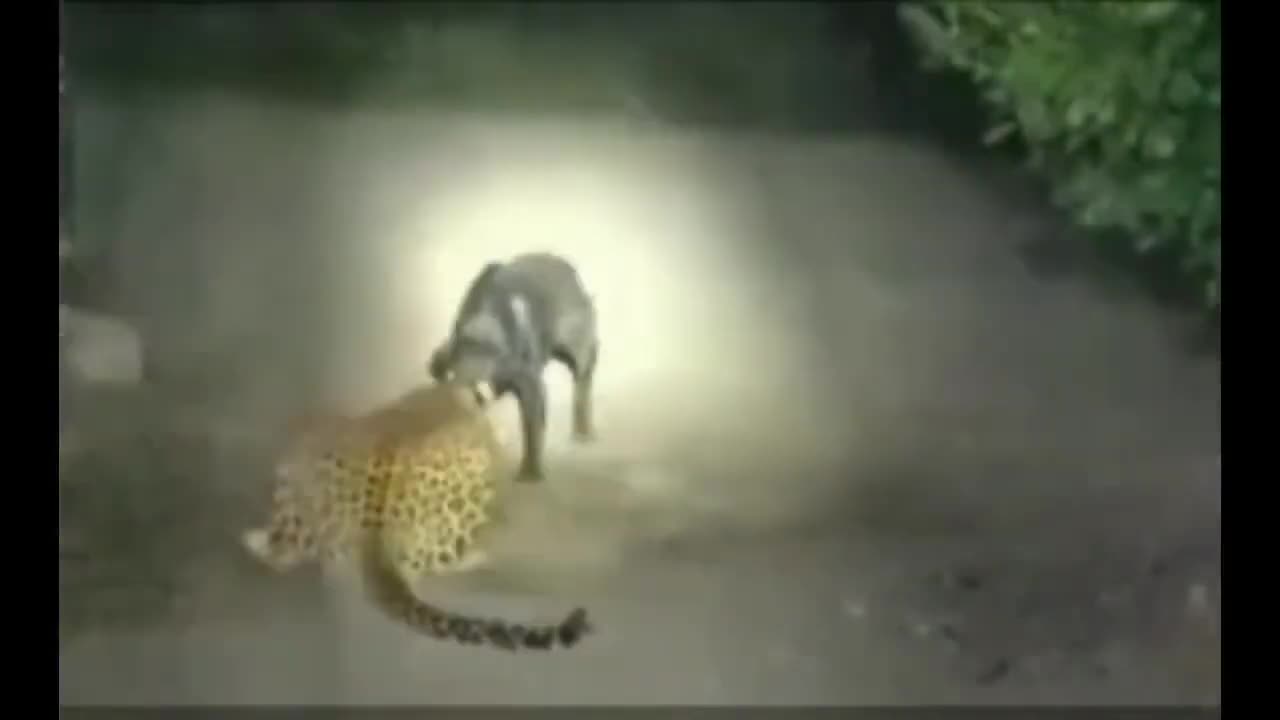 Dog and leopard fight