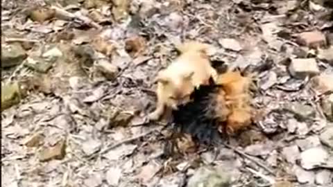 Chicken VS Dog Fight fight between chicken and dog