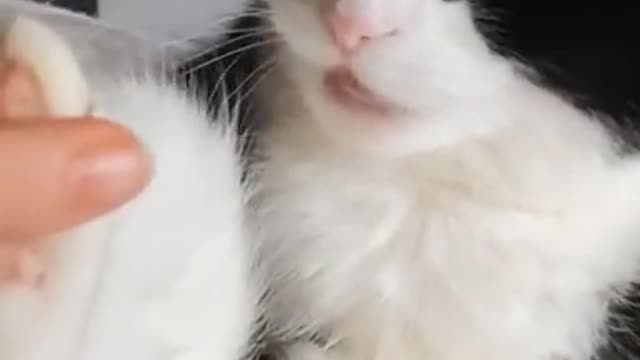 Funny Cats