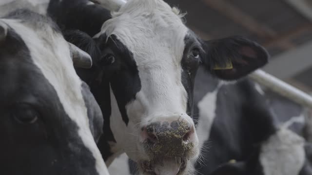 cow-in-a-stable-chewing-its-food