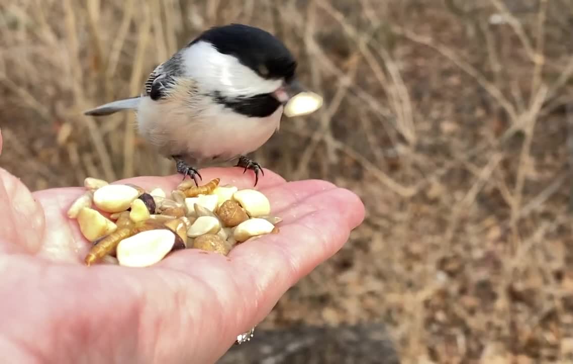 Majestic Video Footage of Hand-Feeding the Black-Capped Chickadee in Slow Motion