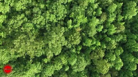 Beautiful view of forests | A video of very beautiful forest