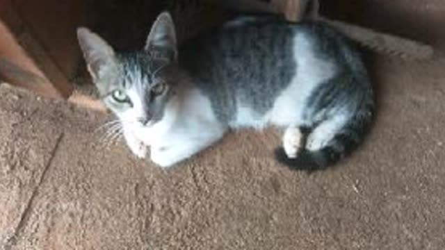crazy cat music by me