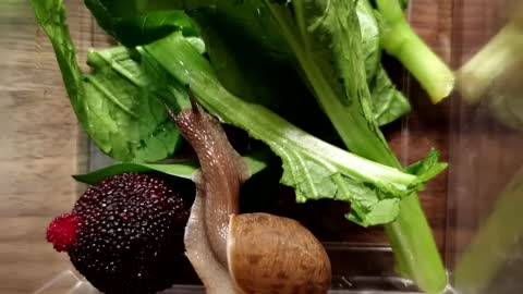 Close up of a wide snail eating