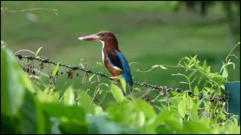 kingfisher bird