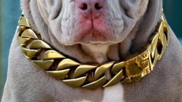 how massive and dangerous dogs looks like